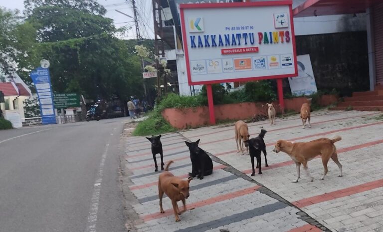 അതിരമ്പുഴയിൽ തെരുവ് നായശല്യം രൂക്ഷം,രാത്രിയിൽ നായ്ക്കൾ സൃഷ്ടിക്കുന്നത് ഭയാനക അന്തരീക്ഷം