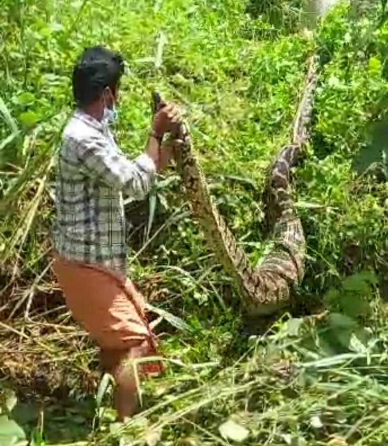 തെരുവ് നായയെ വിഴുങ്ങി മയങ്ങി,പെരുമ്പാമ്പിനെ നാട്ടുകാർ പിടികൂടി വനം വകുപ്പിനെ ഏൽപ്പിച്ചു