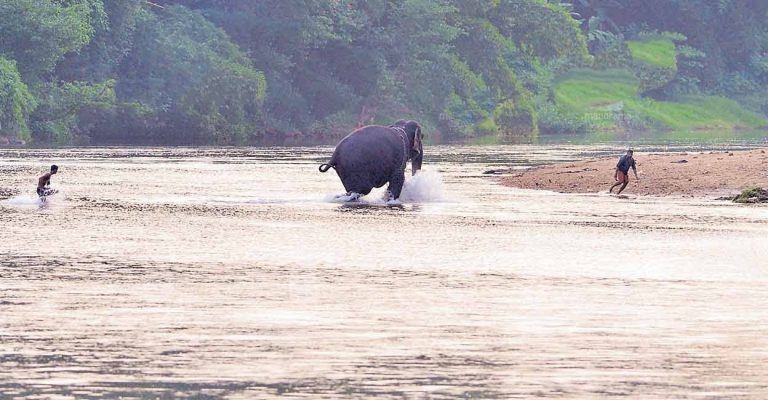 ആറ്റിലിറങ്ങിയ ആന നീന്തിനടന്നത് 5 മണിക്കൂർ; കരയിൽ പരിഭ്രാന്തി പരത്തി സീതാലക്ഷ്മി