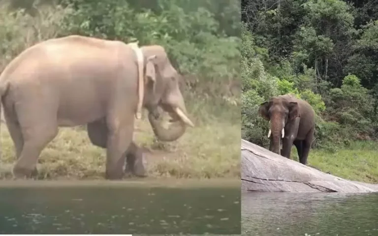 അരിക്കൊമ്പന് കുടുംബമായി; കേരള വനമേഖലയിലേക്ക് ഇറങ്ങാന്‍ സാധ്യത