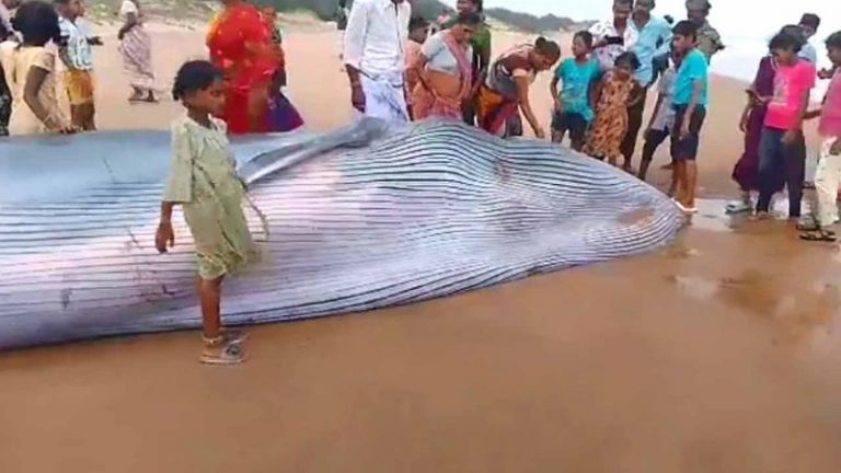 നീലത്തിമിംഗലം കരക്കടിഞ്ഞു, കാണാനായി വൻജനക്കൂട്ടം