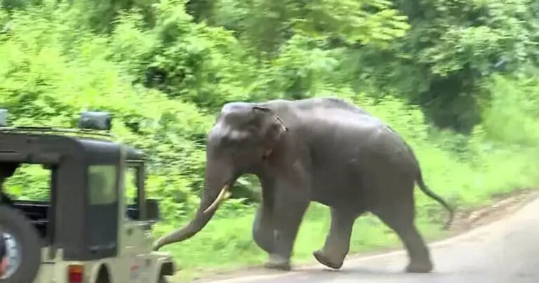 കണ്ണൂര്‍ ഉളിക്കലില്‍ കാട്ടാന ഓടിയ വഴിയില്‍ മൃതദേഹം കണ്ടെത്തി; കാട്ടാനയുടെ ചവിട്ടേറ്റ് മരിച്ചതാകാമെന്ന് നിഗമനം