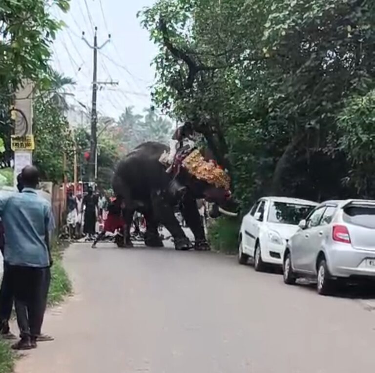 കൊച്ചിയില്‍ ക്ഷേത്രോത്സവത്തിനിടെ ആന ഇടഞ്ഞു; ആനപ്പുറത്തിരുന്നവര്‍ രക്ഷപ്പെട്ടത് തലനാരിഴയ്ക്ക്