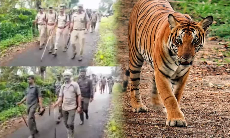 നരഭോജി കടുവയെ തിരിച്ചറിഞ്ഞു: വെടിവെച്ച് കൊല്ലാനുള്ള നടപടികളുമായി മുന്നോട്ട്:മന്ത്രി എ കെ ശശീന്ദ്രൻ