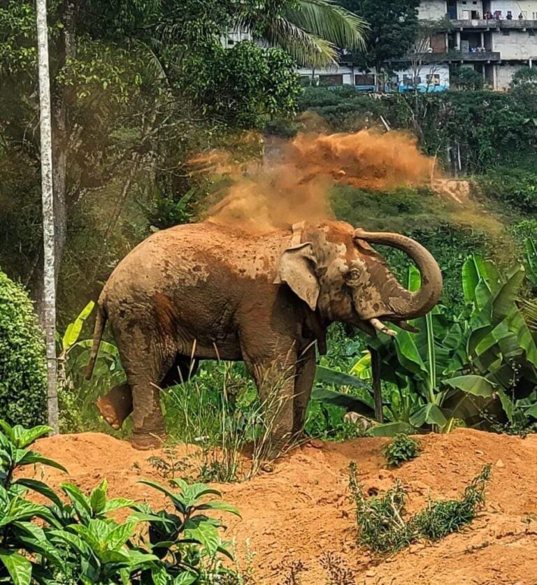 ഭക്ഷണവും വെള്ളവും ലഭിയ്ക്കാതെ മണിക്കൂറുള്‍,നിര്‍ജ്ജലീകരണത്തിനൊപ്പം മയക്കുവെടിവെച്ചത് ഹൃദയാഘാതത്തിലേക്ക് നയിച്ചു,തണ്ണീര്‍ക്കൊമ്പന്റെ മരണകാരണങ്ങളേക്കുറിച്ച് ചര്‍ച്ചകള്‍