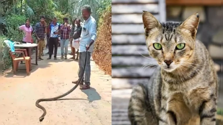 ഫ്രിഡ്ജിനടിയില്‍ രാജവെമ്പാല, കണ്ടത് പൂച്ച,ഗൃഹനാഥനെ അറിയിക്കാന്‍ വാതിലിന് തടസം നിന്നു;രക്ഷകനായി പൂച്ച