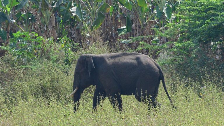 ചിന്നക്കനാലിൽ വീണ്ടും ആക്രമണവുമായി ചക്കക്കൊമ്പൻ; വീട് തകർത്തു