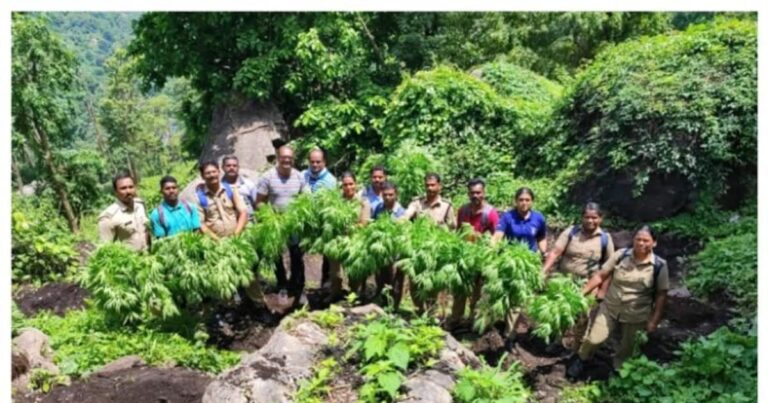 ​അ​ഗളിയിൽ വൻ കഞ്ചാവ് വേട്ട,81 തടങ്ങളിലായി 604 ചെടികൾ നശിപ്പിച്ചു