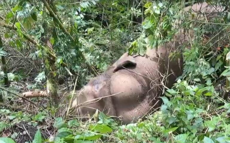 ചിന്നക്കനാലിൽ ഏറ്റുമുട്ടി കാട്ടാനകൾ: ചക്കക്കൊമ്പനുമായി കൊമ്പുകോർത്തു, മുറിവാലൻ ഗുരുതരാവസ്ഥയിൽ