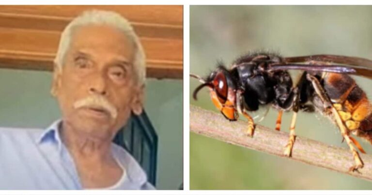 കടന്നലിന്റെ കുത്തേറ്റ് ചികിത്സയിൽ കഴിഞ്ഞിരുന്ന വയോധികൻ മരിച്ചു; രണ്ട് പേർ ചികിത്സയിൽ