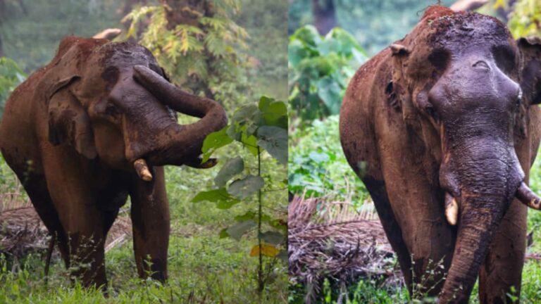 'മസ്തകത്തിൽ ത്രികോണാകൃതിയിൽ മുറിവ്', അതിരപ്പിള്ളിയില്‍ മറ്റൊരു കാട്ടാനയ്ക്ക് കൂടി പരിക്കുണ്ടെന്ന് വിവരം