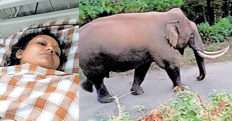 പടയപ്പ തുമ്പിക്കൈ കൊണ്ട് അടിച്ചു; വനിതാ മേക്കപ് ആർട്ടിസ്റ്റിന്റെ ഇടുപ്പെല്ല് ഒടിഞ്ഞു