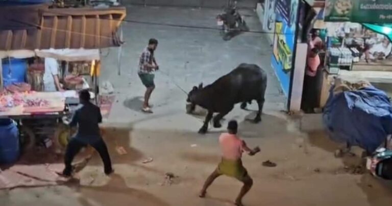 ഇറച്ചിക്കടയിലെത്തിച്ച പോത്ത് വിരണ്ടോടി; നിരവധി ഇരുചക്ര വാഹനങ്ങൾ തകർത്തു, ചിതറിയോടി നാട്ടുകാർ;സംഭവം ആലപ്പുഴയിൽ