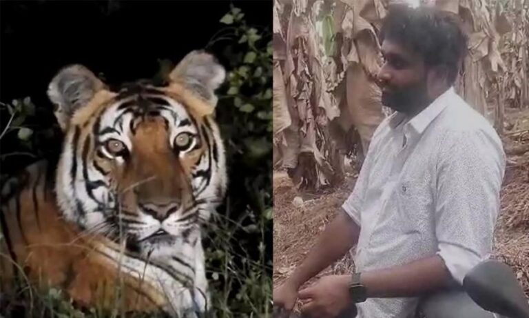 രാത്രിയില്‍ കടുവക്ക് മുന്നില്‍പ്പെട്ടെന്ന് പറഞ്ഞത് പച്ചക്കള്ളം പറഞ്ഞ് യുവാവ്‌ ; കരുവാരക്കുണ്ടില്‍ യുവാവ് പ്രചരിപ്പിച്ചത്‌ പഴയ വീഡിയോ എഡിറ്റ് ചെയ്ത്,പൊലീസില്‍ പരാതി വനംവകുപ്പ്‌