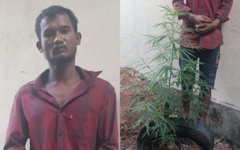 പ്ലാസ്റ്റിക് പാത്രത്തിൽ കഞ്ചാവ് നട്ട് വളർത്തി, ഇതര സംസ്ഥാന തൊഴിലാളി പിടിയിൽ