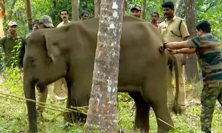കണ്ണൂരില്‍ ചികിത്സയ്ക്കായി വനംവകുപ്പ് മയക്കുവെടിവെച്ച് പിടികൂടിയ കുട്ടിയാന ചരിഞ്ഞു