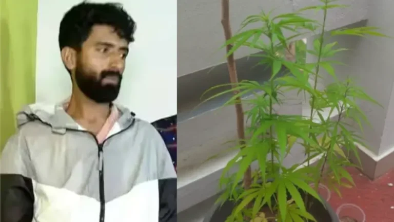 വീട്ടില്‍ കഞ്ചാവ് ചെടികൾ വളര്‍ത്തി; തിരുവനന്തപുരത്ത് കേന്ദ്രസര്‍ക്കാര്‍ ഉദ്യോഗസ്ഥന്‍ അറസ്റ്റില്‍