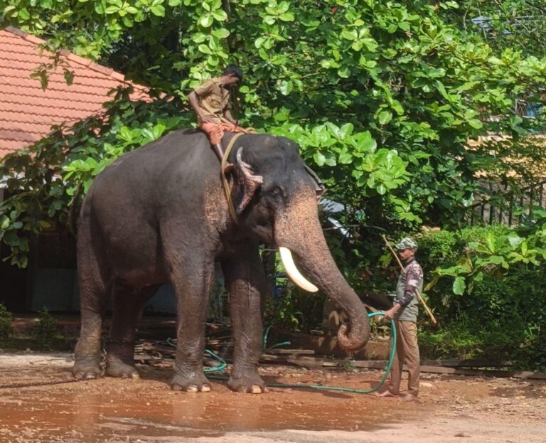 കാളികാവിൽ കടുവയെപ്പിടിക്കാനെത്തിയ കുങ്കി ഇടഞ്ഞു; പാപ്പാനെ എടുത്തെറിഞ്ഞു, കഴുത്തിന് പരിക്ക്