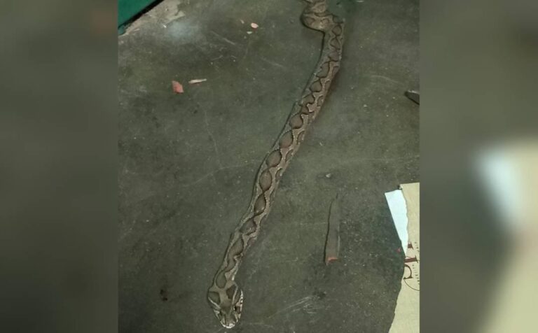വീട്ടില്‍ അമ്മയ്‌ക്കൊപ്പം ഉറങ്ങുകയായിരുന്ന കുട്ടിയെ അണലി കടിച്ചു; സംഭവം തിരുവനന്തപുരത്ത്