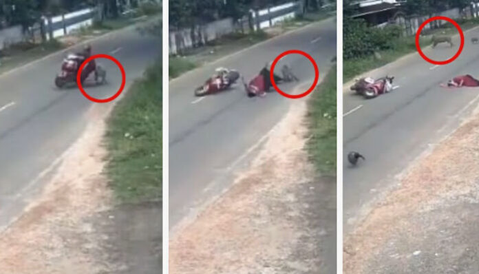 പട്ടാപ്പകല്‍ സ്‌കൂട്ടിയില്‍ സഞ്ചരിക്കവെ കാട്ടുപന്നിക്കൂട്ടം ഇടിച്ചിട്ടു; തെറിച്ച് വീണ് യുവതിക്ക് പരിക്ക്