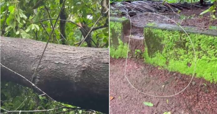 പൊട്ടിവീണ ലൈൻ കമ്പിയിൽ നിന്ന് ഷോക്കറ്റ് വീട്ടമ്മ മരിച്ചു