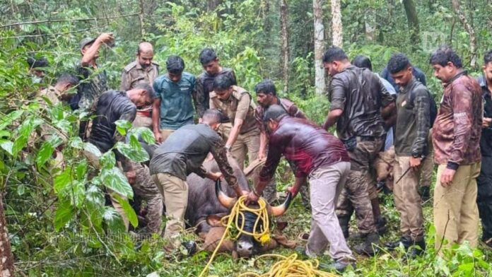 ദൗത്യം വിജയം; മട്ടന്നൂരിനെ വിറപ്പിച്ച കാട്ടുപോത്തിനെ മയക്കുവെടിവെച്ച് പിടിച്ചു