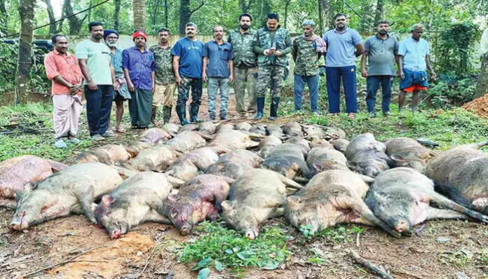 കാളികാവ് പഞ്ചായത്തില്‍ 36 കാട്ടുപന്നികളെ വെടിവെച്ചു കൊന്നു; ഒരു ദിവസത്തെ ഏറ്റവും വലിയ വേട്ട