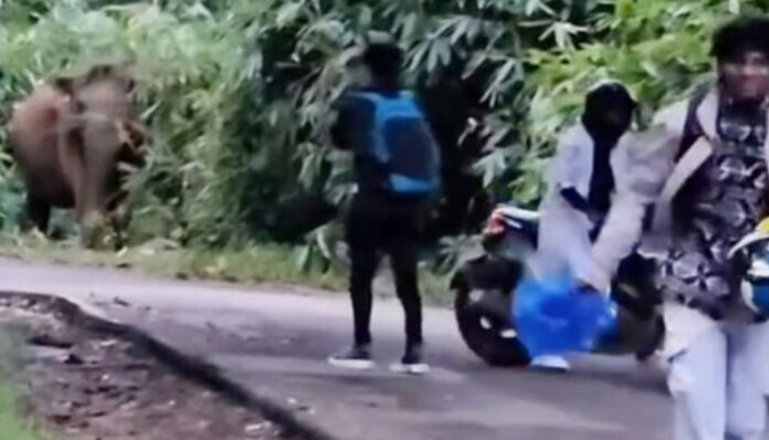 ആവശ്യമില്ലാതെ കാട്ടാനകളെ പ്രകോപിപ്പിച്ച് സഞ്ചാരികൾ; മുന്നിലേക്ക് ചാടിയെടുത്ത് കൊമ്പൻ; ജീവൻ തിരിച്ചുകിട്ടിയത് ഭാഗ്യം