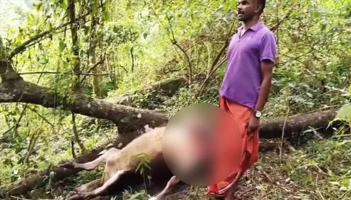 മനുഷ്യ സാന്നിധ്യം ഉണ്ടായിട്ടും പകല്‍ കടുവ ഇറങ്ങി; മൂന്നാറില്‍ നാല് പശുക്കളെ കൊന്നു