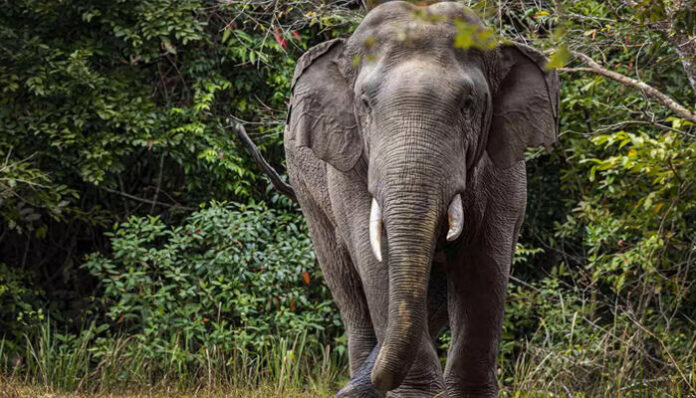 വോട്ട് തേടി മടങ്ങിയ സ്ഥാനാര്‍ത്ഥിയുടെ വാഹനത്തിന് മുന്നില്‍ കാട്ടാന; രക്ഷപ്പെട്ടത് തലനാരിഴയ്ക്ക്