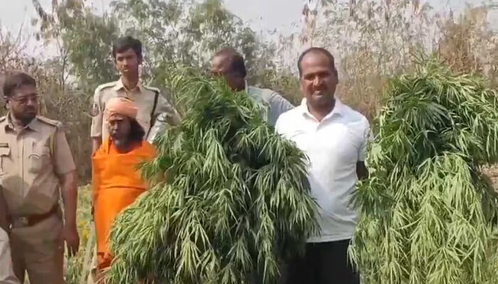ക്ഷേത്രപരിസരത്ത് ജമന്തി ചെടികള്‍ക്കിടയില്‍ കഞ്ചാവ് കൃഷി;  ക്ഷേത്രം പൂജാരി അറസ്റ്റില്‍: പിടികൂടിയത് 70 ലക്ഷം രൂപ വിലമതിക്കുന്ന ഉത്പന്നങ്ങള്‍