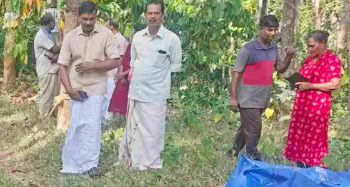 കോതമംഗലത്ത് കാട്ടാന: കെട്ടിയിട്ടിരുന്ന വളര്‍ത്തുപോത്തിനെ ചവിട്ടിക്കൊന്നു