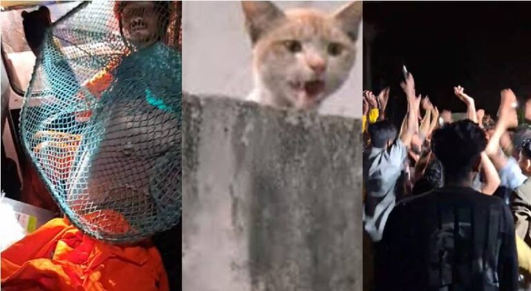 ഓപ്പറേഷൻ ‘സുഭാഷ്’ വിജയം; കൊച്ചി മെട്രോ പില്ലറിൽ കുടുങ്ങിയ പൂച്ചയെ രക്ഷിച്ചു, വിജയിച്ചത് പാതിരാ ദൗത്യം