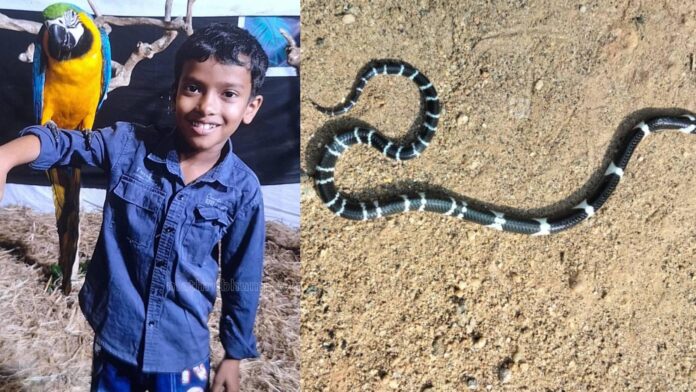 അമ്മയ്‌ക്കൊപ്പം ഉറങ്ങിയ 8 വയസ്സുകാരൻ പാമ്പുകടിയേറ്റ് മരിച്ചു; മൂത്തകുട്ടി ഗുരുതരാവസ്ഥയിൽ ചികിത്സയിൽ