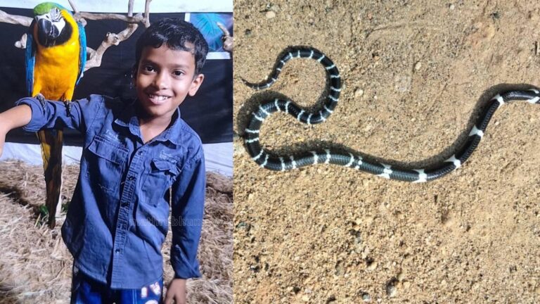 അമ്മയ്‌ക്കൊപ്പം ഉറങ്ങിയ 8 വയസ്സുകാരൻ പാമ്പുകടിയേറ്റ് മരിച്ചു; മൂത്തകുട്ടി ഗുരുതരാവസ്ഥയിൽ ചികിത്സയിൽ