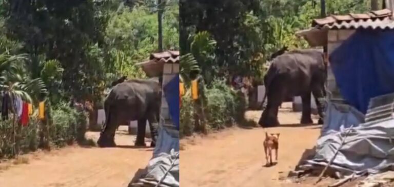 കോങ്ങാട് ക്ഷേത്രത്തിലെ ഉത്സവത്തിനിടെ ആനയിടഞ്ഞു;പാപ്പാനെ ചവിട്ടിക്കൊന്നു