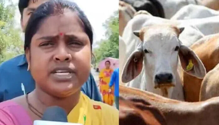 'പശുക്കളുടെ ജനന സർട്ടിഫിക്കറ്റ് എവിടെ?'; കന്നുകാലികളുമായെത്തിയ വാഹനം തടഞ്ഞ് ബിജെപി എംഎൽഎ; പരിഹാസവുമായി തൃണമൂൽ കോൺഗ്രസ്; ബംഗാളിൽ പുതിയ പോര്