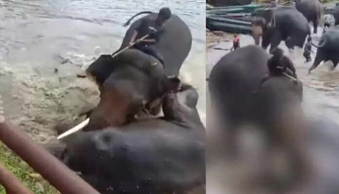 ആനയെ കുളിപ്പിക്കുന്നത് കണ്ടുനില്‍ക്കവെ അപകടം; പരസ്പരം ഏറ്റുമുട്ടിയ ആനകളിലൊന്ന് ദേഹത്ത് വീണു; കുടകില്‍ ആനത്താവളത്തില്‍ യുവതിക്ക് ദാരുണാന്ത്യം