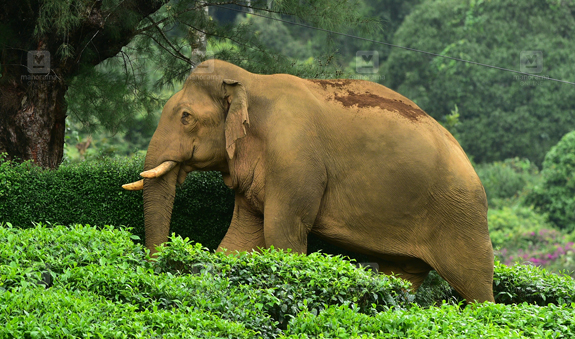 നെല്ലിയാമ്പതിയുടെ കാവല്‍ക്കാരന്‍ ‘ചില്ലിക്കൊമ്പന്‍’ ഇനി ഓര്‍മ്മ; ആളിയാര്‍ ഡാമിലെ കനാലില്‍ ഒഴുക്കില്‍പ്പെട്ട് ദാരുണാന്ത്യം