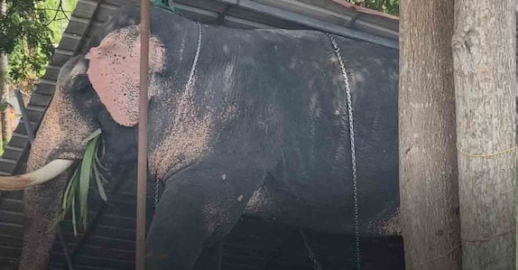 ഇരിങ്ങാലക്കുടയിലും ആനയിടഞ്ഞു, രണ്ടാം പാപ്പാനെ ചവിട്ടിക്കൊന്നു; ഇന്നത്തെ രണ്ടാമത്തെ മരണം