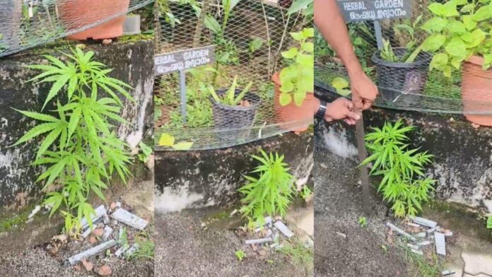 ആശുപത്രിയിലെ ഔഷധസസ്യ തോട്ടത്തിനടുത്ത് കഞ്ചാവ് ചെടി; പിടിച്ചെടുത്ത് നശിപ്പിച്ച് എക്സൈസ് സംഘം