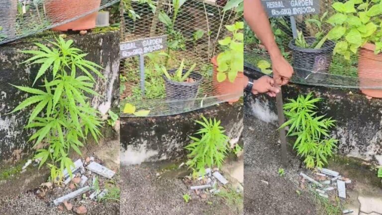ആശുപത്രിയിലെ ഔഷധസസ്യ തോട്ടത്തിനടുത്ത് കഞ്ചാവ് ചെടി; പിടിച്ചെടുത്ത് നശിപ്പിച്ച് എക്സൈസ് സംഘം