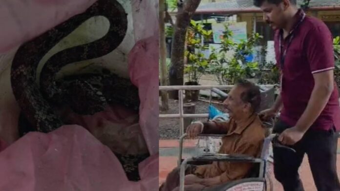 വാഴക്കുല വെട്ടുന്നതിനിടെ വയോധികന് പാമ്പ് കടിയേറ്റു, കടിച്ച പാമ്പുമായി ആശുപത്രിയിലെത്തി