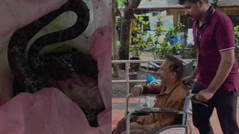 വാഴക്കുല വെട്ടുന്നതിനിടെ വയോധികന് പാമ്പ് കടിയേറ്റു, കടിച്ച പാമ്പുമായി ആശുപത്രിയിലെത്തി