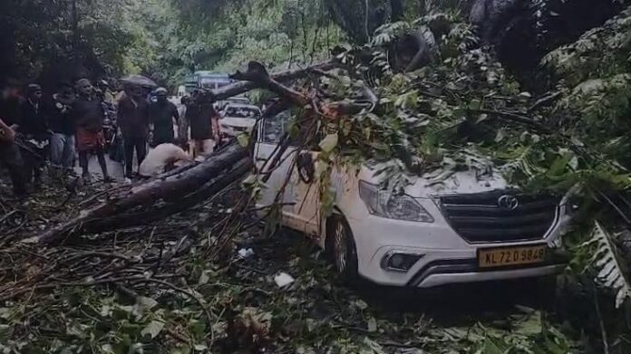 താമരശ്ശേരി ചുരത്തിൽ കാറിന് മുകളിലേക്ക് മരം വീണു; കുട്ടിയ്ക്കുൾപ്പെടെ പരിക്ക്, വൻ ഗതാഗതക്കുരുക്ക്