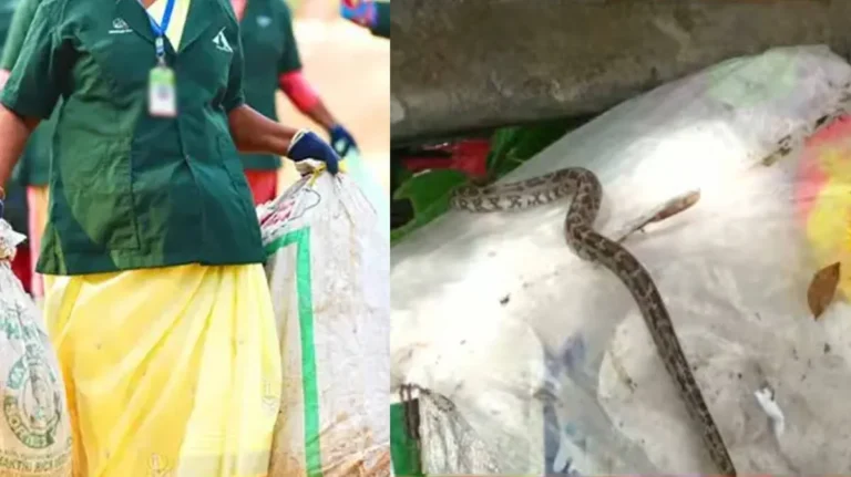 മാലിന്യച്ചാക്കിനുള്ളിൽ കെട്ടിവെച്ച നിലയിൽ പെരുമ്പാമ്പ്; കൊയിലാണ്ടിയിൽ ഹരിതകർമ്മ സേനാംഗങ്ങൾ രക്ഷപ്പെട്ടത് തലനാരിഴയ്ക്ക്